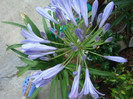 Agapanthus africanus (L.) Hoffmanns 1824.