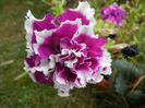 Petunia Purple Pirouette (2011, Oct.03)