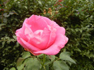Rose Pink Peace (2011, October 03)
