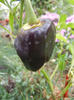 Bell Pepper Purple Flame (2011, Oct.03)