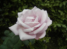 Rose Sissi (2011, October 03)