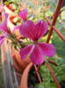 Geranium Summer Showers (`11, Sep.20)