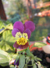 Purple Trailing Pansy (2011, Sep.20)