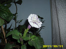 datura dubla