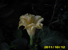 datura galbena dubla