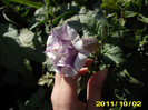 datura