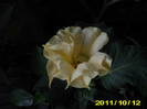 Picture 010