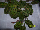 maranta