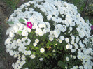 DSCN2082