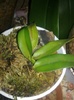 pui cattleya-13.10.2011