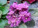 SAM_0217
