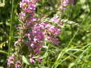DSCN7551