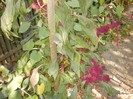 P9300029