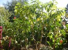 P9300061