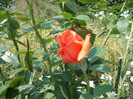 Picture 027