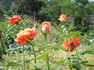 Picture 028