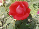 SP_A0175