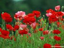 [wallcoo]_Poppy_flower_wallpaper_0EA52023