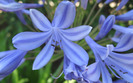 agapanthus-flower-wallpaper-wide-full-hd