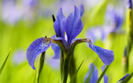 blue-iris-flower