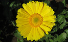 gerbera-flower-wallpaper-wide-full-hd 127