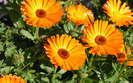 orange-flowers-wallpapers_11073_1920x1200