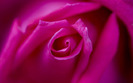 pink-rose-petals