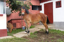 romania 363
