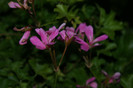 DSC04369