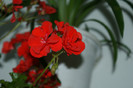 DSC04372