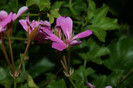 DSC04381