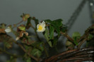 DSC04387