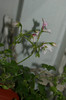 DSC04388