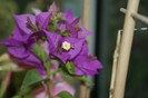 DSC04394