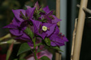 DSC04395