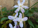 P1010836