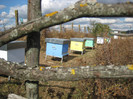 the last pictures from bees 044