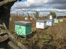 the last pictures from bees 045