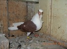 pescarus