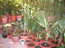 IMGP0799