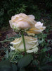 IMGP0845
