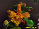 Picture 009