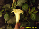Picture 008