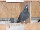 DSCN1277