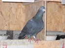 DSCN1278