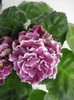RS-Gercoginia