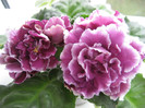 RS-Gercoginia