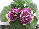 RS-Gercoginia