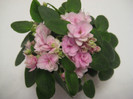 Chanta Iana