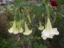 DSCF5493